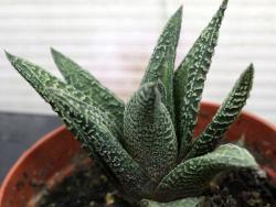 Haworthia limifolia Runo