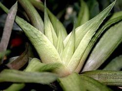 Haworthia ubomboensis