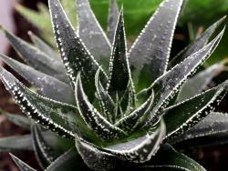 Haworthia cv Midnight