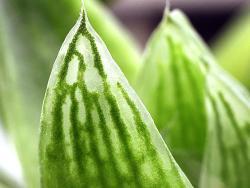 Haworthia planifolia