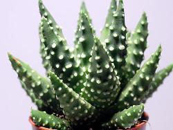 Haworthia margaritifera (pumila)