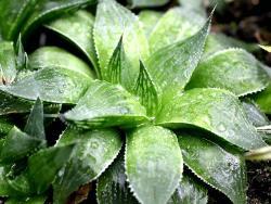 Haworthia acuminata