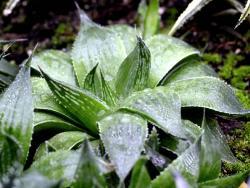 Haworthia acuminata