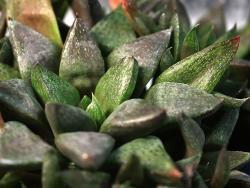 Haworthia suberecta