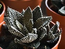 Haworthia tanba