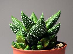 Haworthia tanba