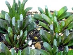 Haworthia truncata