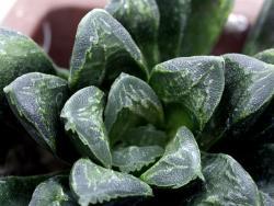 Haworthia truncata 'Dove'