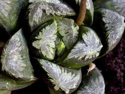 Haworthia truncata 'Phoenix'