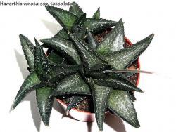 Haworthia tessellata