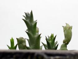Orbea halipedicola