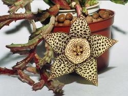 Orbea variegata