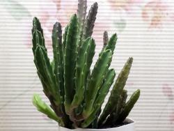 Stapelia grandiflora