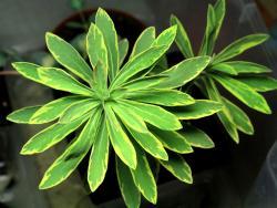 Euphorbia martinii 'Ascot Rainbow'