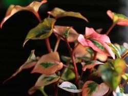 Houttuynia cordata 'Chameleon'