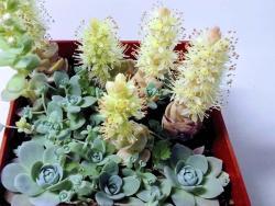 Orostachys iwarenge