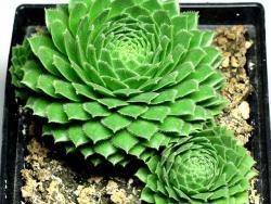 Sempervivum cv Centaurus Green