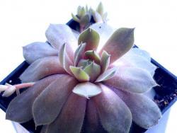 Sempervivum cv Pacific Blue Ice