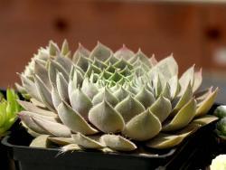 Sempervivum cv Pacific Blue Ice