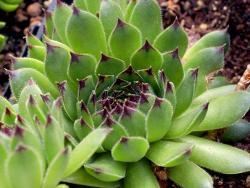 Sempervivum cv Reinhardt