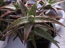 Aloe cv Pink Blush