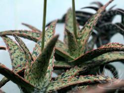 Aloe cv Pink Blush