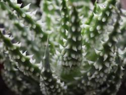 Aloe humilis
