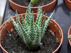 Aloe humilis