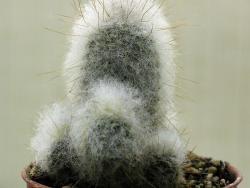 Austrocephalocereus dybowskii