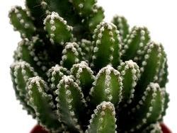 Cereus Florida
