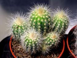 Espostoa senilis