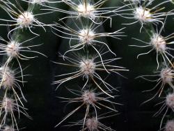 Notocactus magnificus