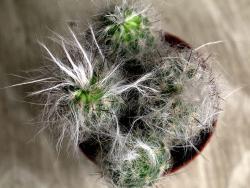 Oreocereus trollii