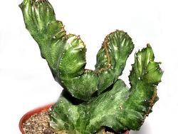 Euphorbia lactea cristata