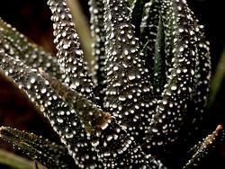 Haworthia radula