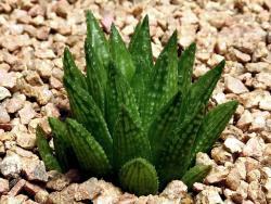 Haworthia variegata modesta