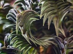 Haworthia viscosa
