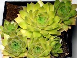 Sempervivum cv Leo