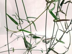 Ceropegia linearis