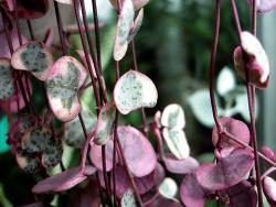 Ceropegia woodii (variegated)