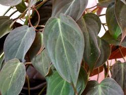 Philodendron Micans