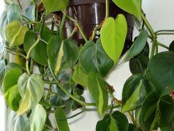 Philodendron cv Brazil