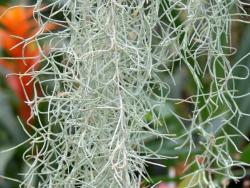 Tillandsia usneoides