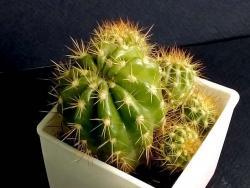 Echinopsis calochlora