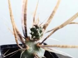 Tephrocactus papirocanthus