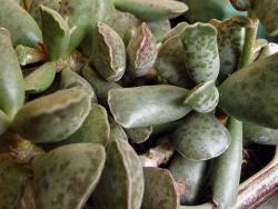 Adromischus cooperi