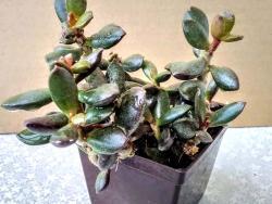 Adromischus hemisphaericus