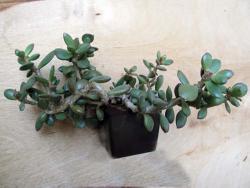 Adromischus hemisphaericus