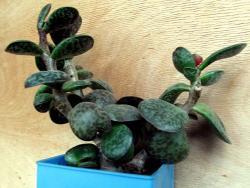 Adromischus maculatus