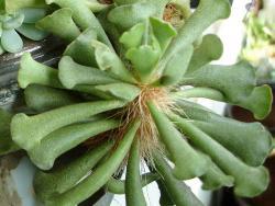 Adromischus pelnitzianus